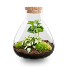 Terrarien Bild