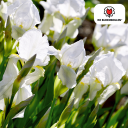Blumenzwiebeln Bild