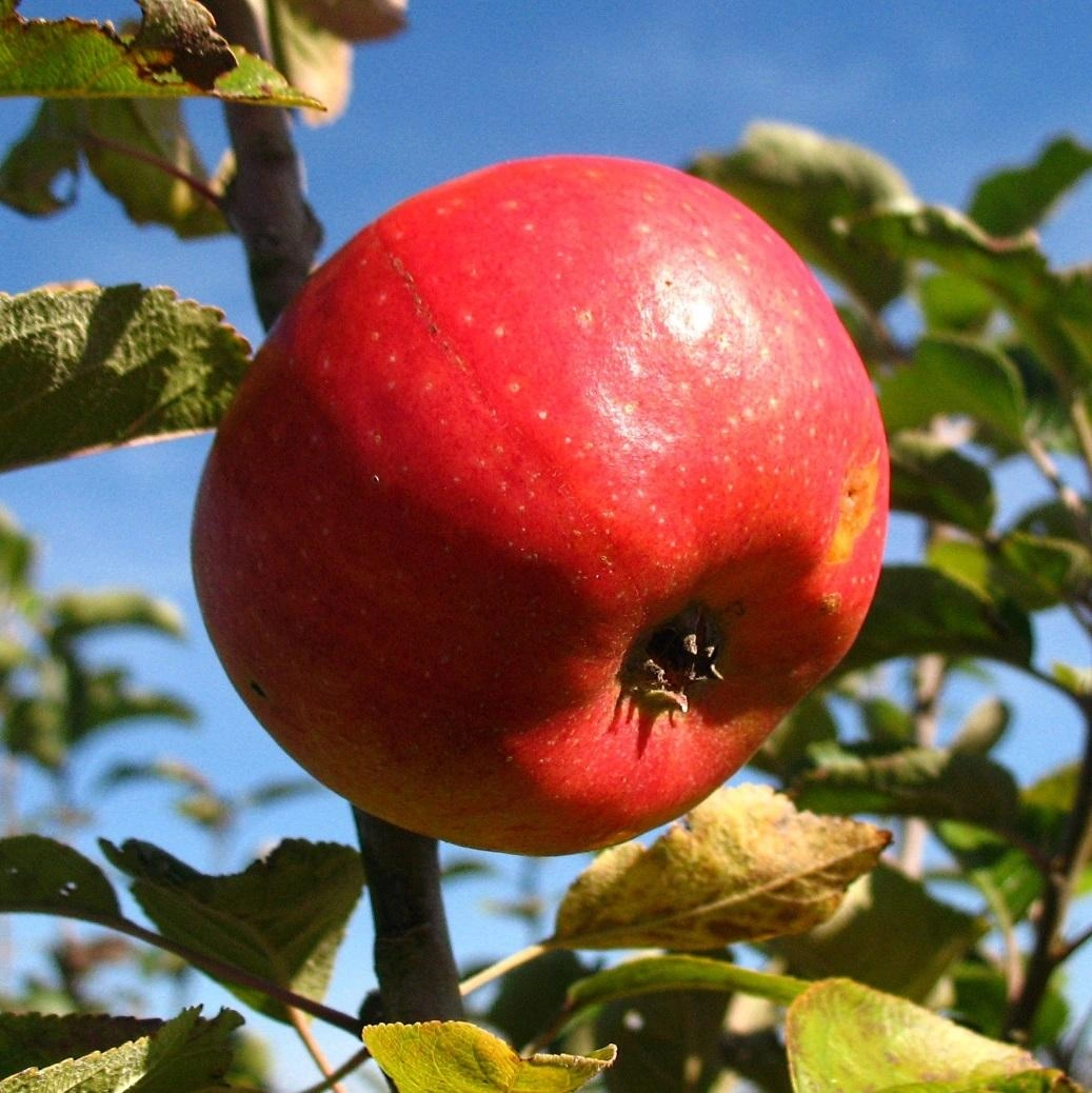 Apfel Bild