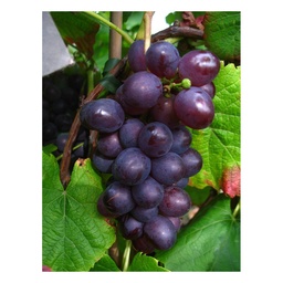 Weinrebe Bild