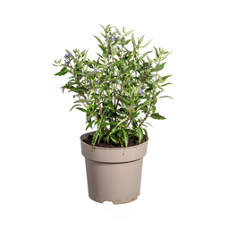 Bartblume Bild