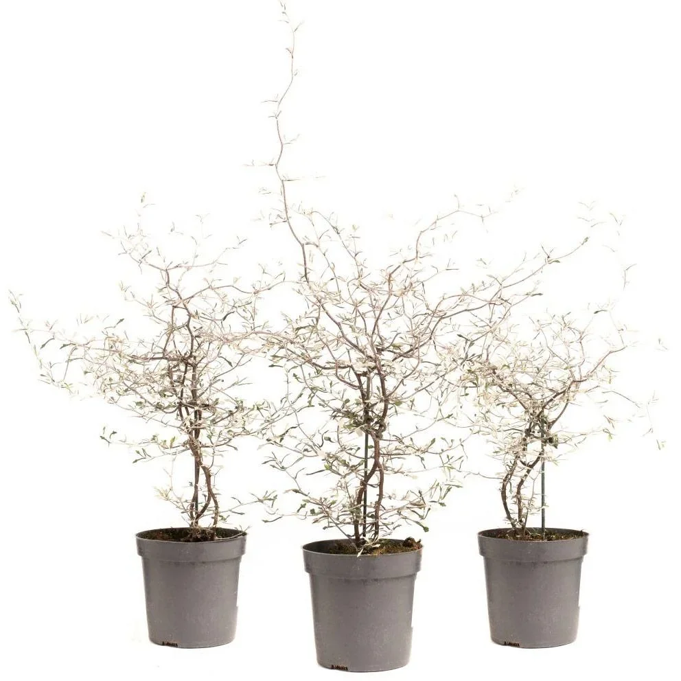 Aster Bild