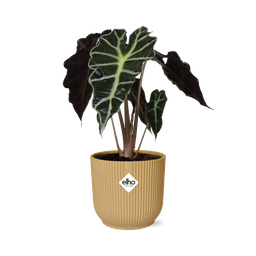 Alocasia Bild