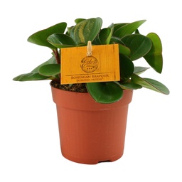 Peperomia Bild