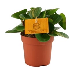 Peperomia Bild