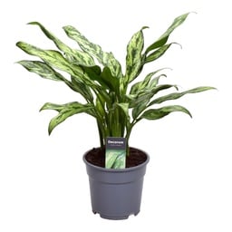 Aglaonema Bild