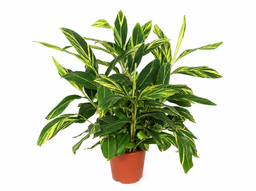 Alpinia & Ingwer Bild