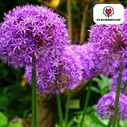Allium / Zierlauch Bild