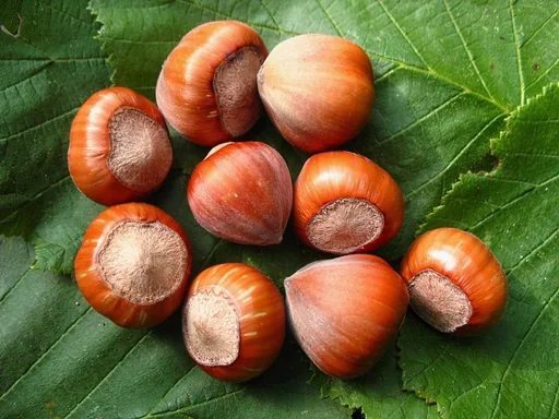 Haselnuss 'Hallesche Riesen'