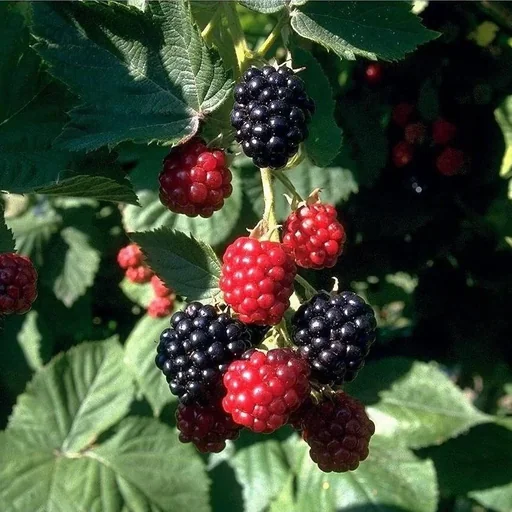 Brombeere „Chester Thornless“