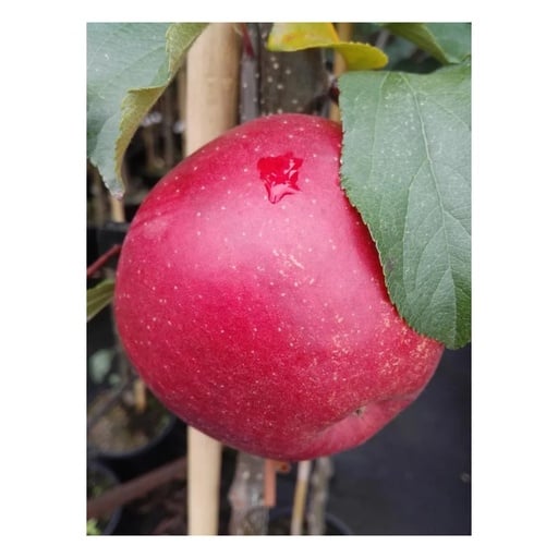 "Apfel "Rubinette Rosso" Busch, im 10L-Container image"