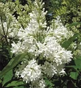 Botan.Flieder Agnes Smith - Syringa prestoniae - 12 L Topf 80-100 cm