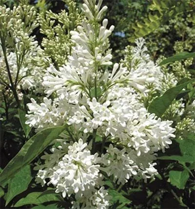 "Botan.Flieder Agnes Smith - Syringa prestoniae - 12 L Topf 80-100 cm image"