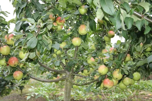 "Zwergapfel "Galina", 7,5L-Conatiner, fest, saftig und süß image"