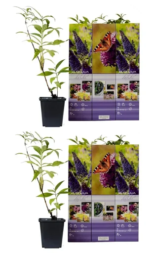 "Schmetterlingsflieder 6er-Set (Buddleja davidii) – winterharter Blütenstrauch, Höhe ca. 30–40 cm image"