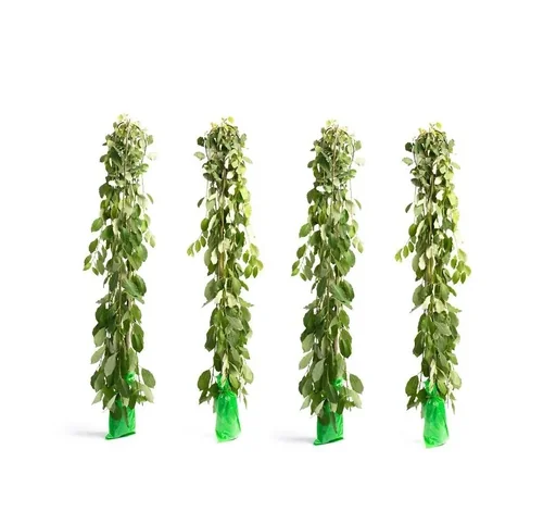 Flower-up 4er-Set XXL-Trauerweiden 120 - 140 cm