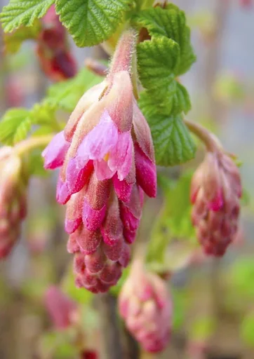 "Blut-Zierjohannisbeere King Edward VII - Ribes sanguineum - 7.5 L Topf 80-100 cm image"