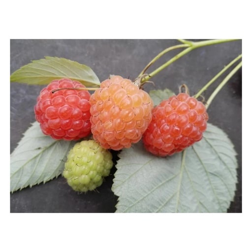 "Himbeere "Valentina", 3,5L-Conatiner image"