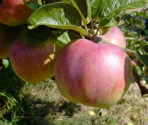 "Apfel "Ontarioapfel" Spindelbusch, im 5L-Container image"