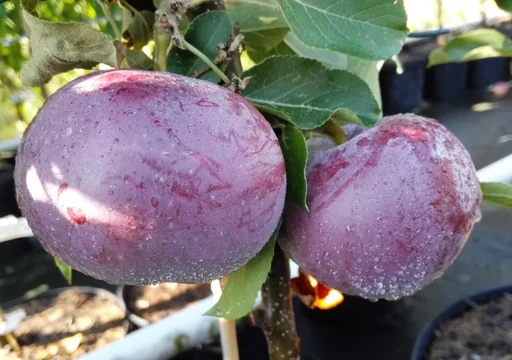 "Apfel "Blauer Kölner" Busch, im 7,5L-Container image"
