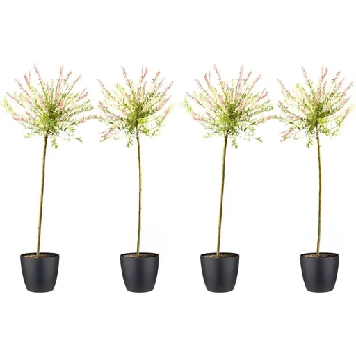 Aufblühende Weide - Salix integra Hakuro Nishiki XXL - 120-140Cm - 4 Stück