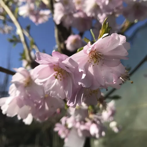 "Rosa Winterkirsche Autumnalis Rosea - Prunus subhirtella - 7.5 L Topf 80-100 cm image"