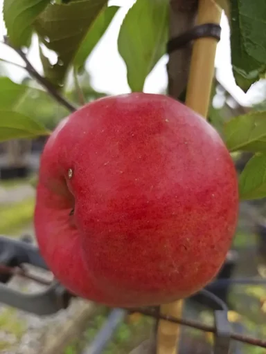 "Apfel "Topaz" Busch, im 10L-Container image"