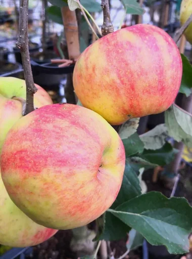 "Apfel "Karneval", Busch, im 10L-Container image"