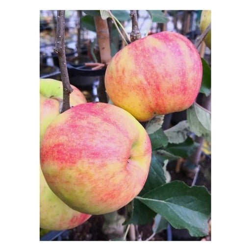 "Apfel "Karneval", Busch, im 10L-Container image"