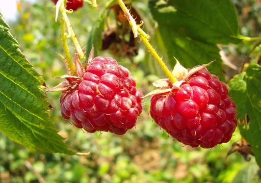 "Himbeere 'Zefa Herbsternte' (Rubus idaeus) – winterharte Beerenobst-Pflanze, im 3,5-L-Container image"