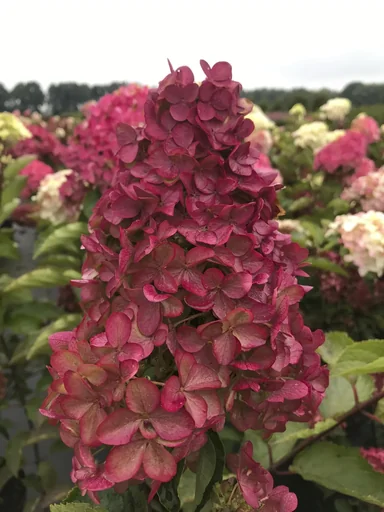 "Rispenhortensie Fraise Melba - Hydrangea paniculata - 12 L Topf 60-80 cm image"