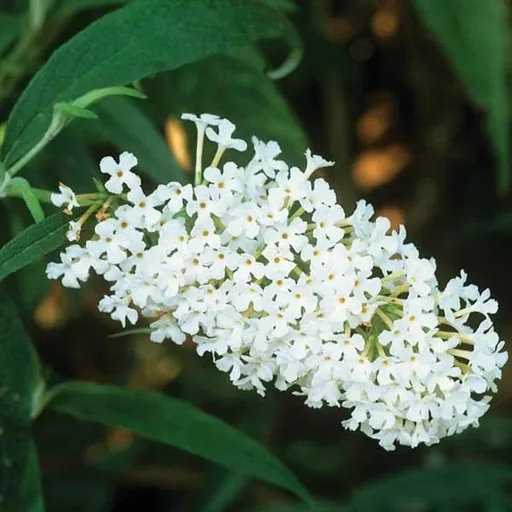 "Zwerg-Sommerflieder Buzz Wine (burgunderrot) - Buddleja davidii - 7 L Topf image"