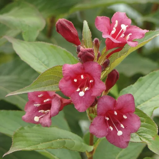 "Weigelie Bristol Ruby - Weigela - 7.5 L Topf 80-100 cm image"