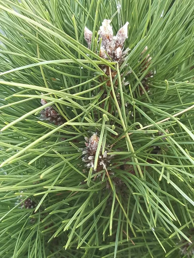 "Schwarzkiefer, Pinus nigra "Green Tower", 7,5 Liter Topf, 40-50 cm hoch image"