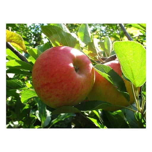 "Apfel "Elstar" Busch, im 10L-Container image"
