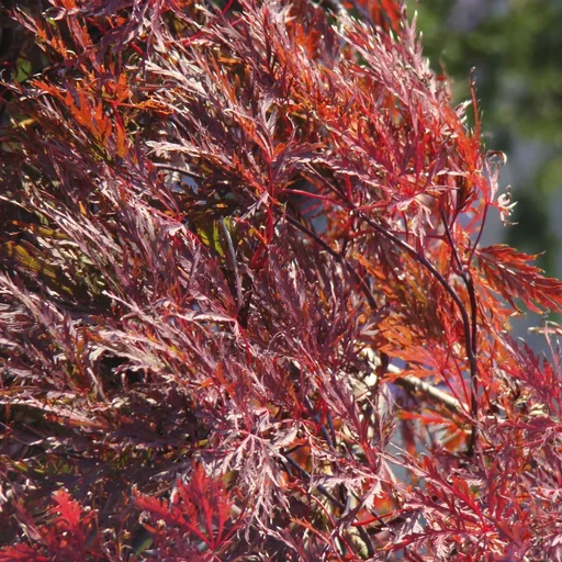 "Schlitzahorn dunkelroter Garnet - Acer palmatum - 4 L Topf 30-40 cm image"