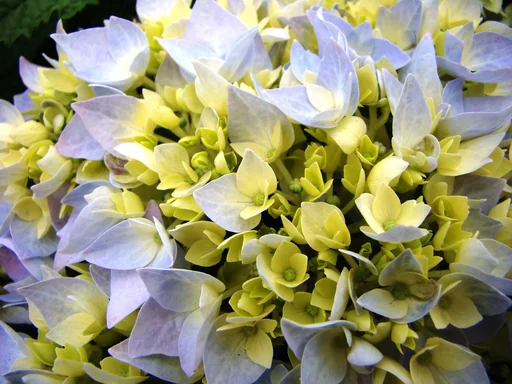 "Hortensie "Endless Summer", blau, 5 Liter Topf image"