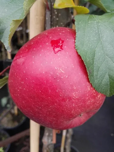 "Apfel "Rubinette Rosso" Halbstamm, im 10L-Container image"