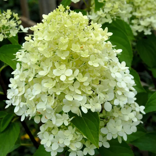 "Rispenhortensie "Limelight" -S-, Hydrangea paniculata, 4,6 Liter Topf, 40- 60 cm hoch, 2er-Set image"