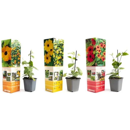 "Blühende Thunbergia Set - 6 Stück - 30-38 cm image"