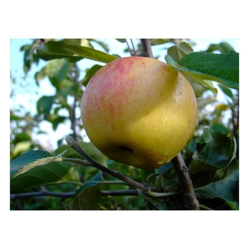 "Apfel 'Dülmener Rosenapfel' (Malus domestica) – winterhartes Obstgehölz, als Busch, im 10-L-Container image"