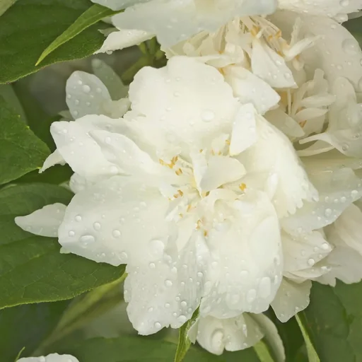"Bauernjasmin duftend Philadelphus coronarius - 12 L Topf 100-125 cm image"