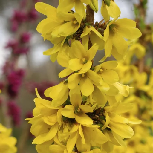 "Forsythie Mikador - Forsythia intermedia - 7.5 L Topf. 60-80 cm image"