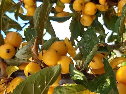 "Zierapfel Golden Hornet - Malus - 7 L Topf 80-100 cm image"