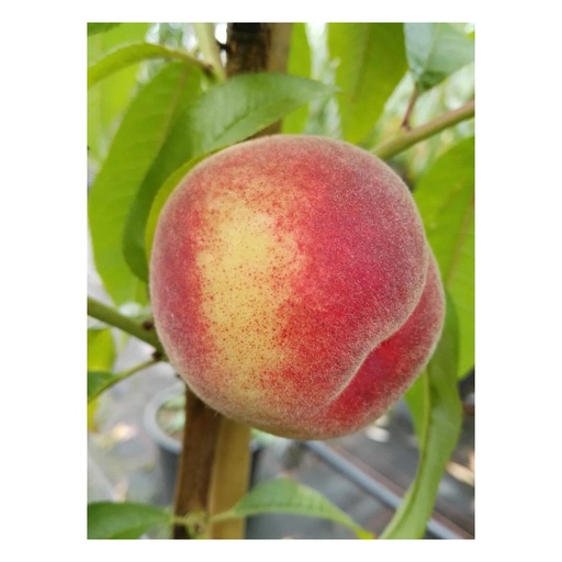 Pfirsich „Kernechter v. Vorgebirge“ Busch, 10L-Container