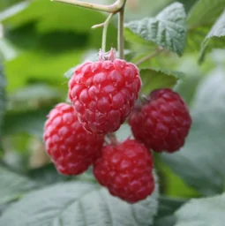Himbeere 