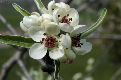 "Hängende Wildbirne Pyrus salicifolia Pendula - 7 L Topf 80-100 cm image"