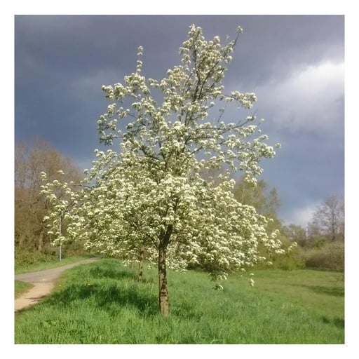 ""Bienenbaum", im 3,5L-Container image"