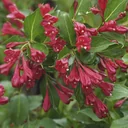 Weigelie Red Prince - 12 L Topf 100-125 cm