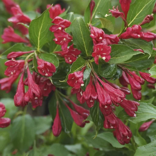 "Weigelie Red Prince - 12 L Topf 100-125 cm image"